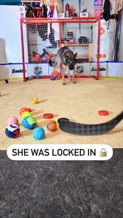 It’s amazing how focused this german shepherd is