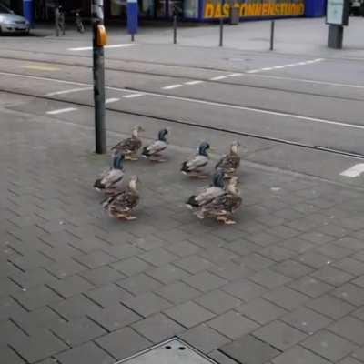 Respect for the law ..