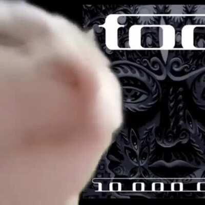 Best use of this cat meme