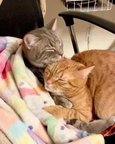 Here it is true love😻😻😻