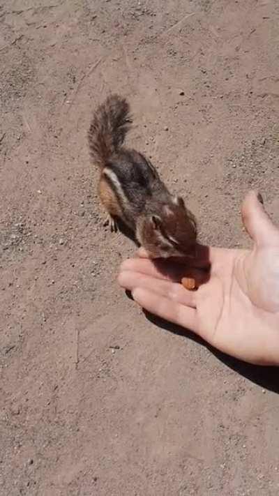 Work buddy stuffing his face. He's so chill.