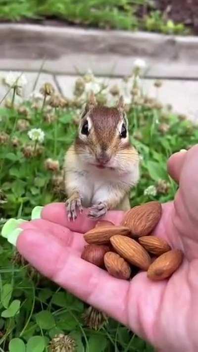 Just A Cute Little Chipmunk & His Nuts...