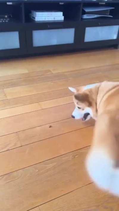 Finding a new friend🐝