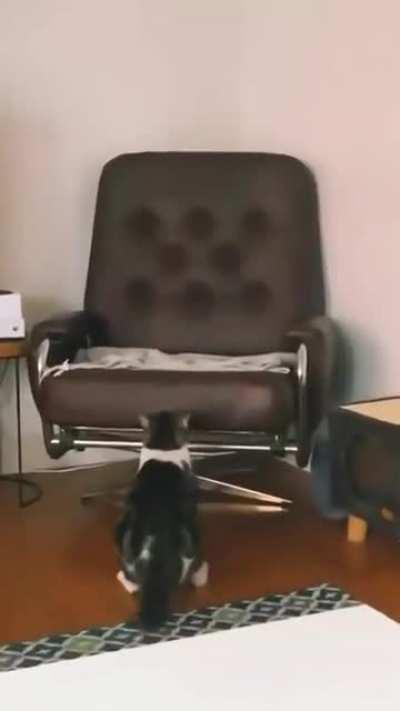 Cat doing a derp jump