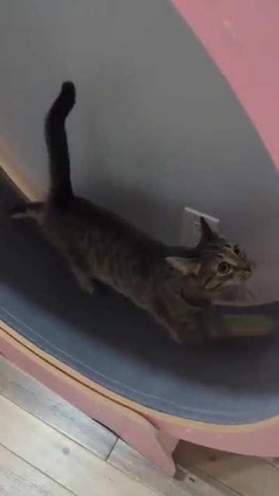 She screams while running on her new treadmill. This is mild, usually she's howling. If she doesn't like it, why does she keep getting on it?