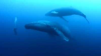 Two bros inspecting a diver