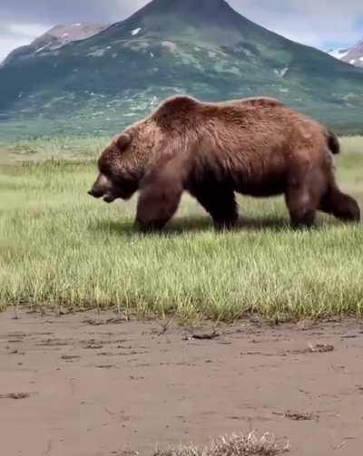 Unit of a bear preparing for winter.
