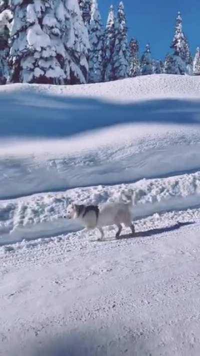 Happiest fella out there