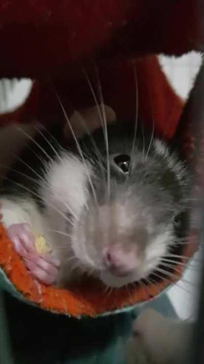 Munch munch munch (sound on for a bit of rat ASMR)