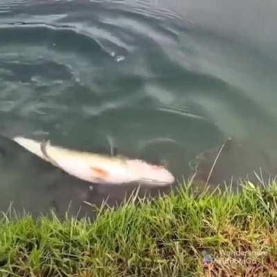 to save the fish