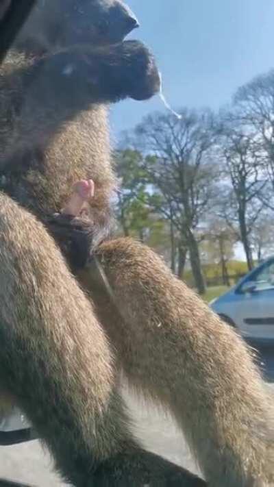 Thanks, I hate safari parks. NSFW