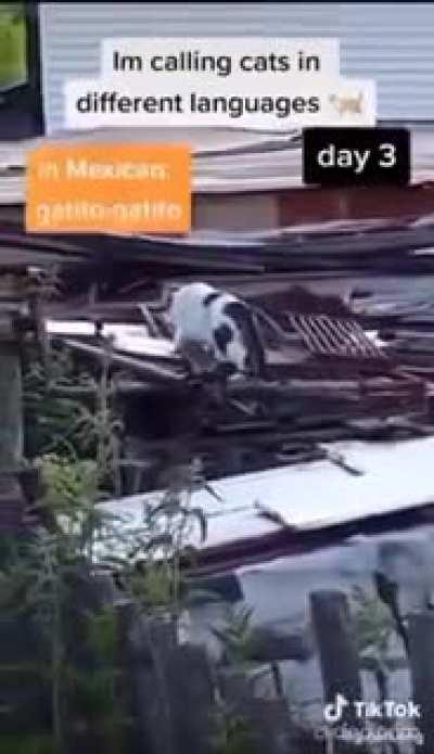 German always works!