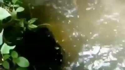 Unexplained entity caught ln river while fishing in Indonesia