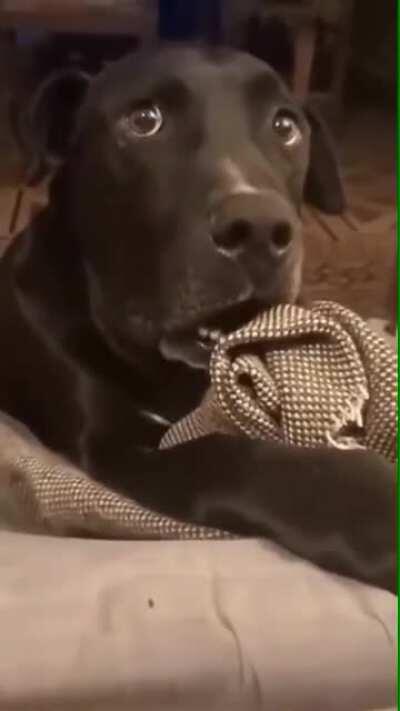 “The neighbor came by and said that their dog is pregnant. Do you know anything about that?!”