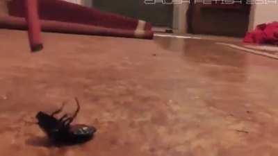 Pink pumps vs roaches