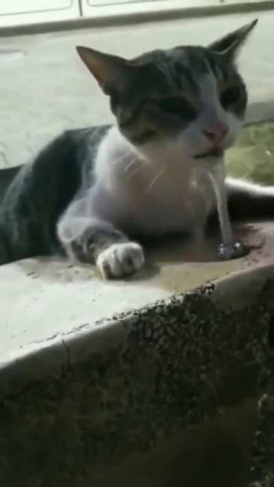 Please remember to share water with animals