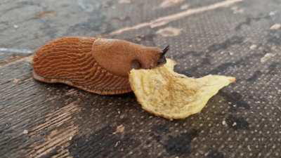 Today I saw this slug eating crisps.. looks kind of cute