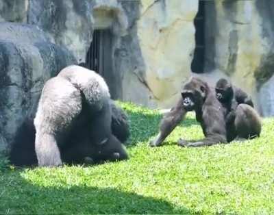 Silverback Gorilla Dominance.