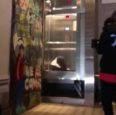 Backflipped to Eternity!