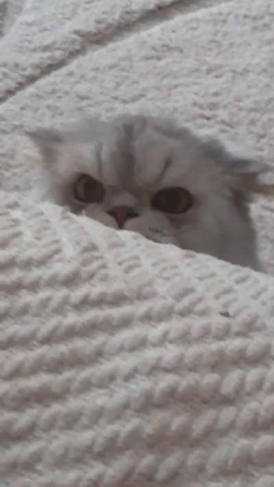 “Started house sitting this wonderful boy today. Hes wondering why I’m in his house.”