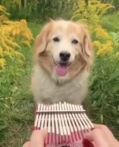 Para o Pepo se acalmar