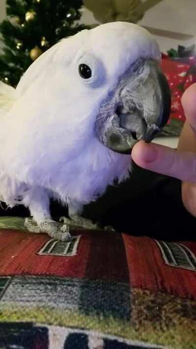Opus nibbling. Most gentle cockatoo ever.