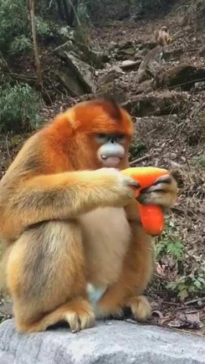 The golden snub-nosed monkey is an Old World monkey in the subfamily Colobinae. It is endemic to a small area in temperate, mountainous forests of central and Southwest China. They inhabit these mountainous forests of Southwestern China at elevations of 1