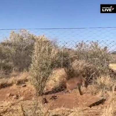 Caracal Cat Jumping