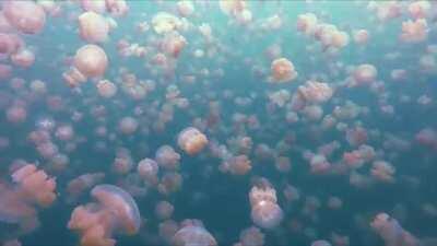 My surreal swim with millions of jellyfish. Here, on an isolated island in Palau, they've evolved not to sting