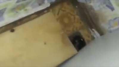 When I release the boos in Luigi’s Mansion