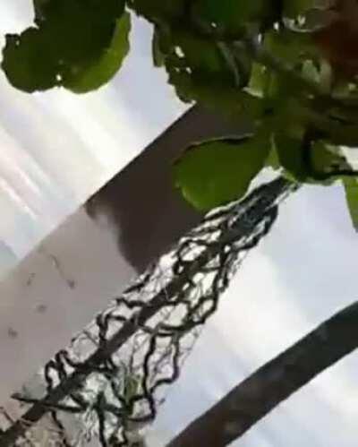 Happy New Year from Brazil!