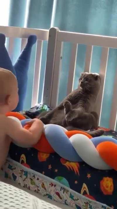 Cat freezes to avoid baby