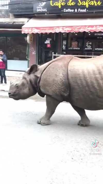 Just a random rhino walking through a street in Nepal
