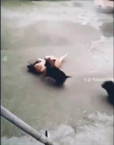 A cat and three puppies are having funtime