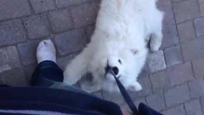 Young Blue’s Shenanigans