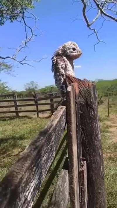 The urutau, or ghost bird, is known for its cry similar to a human lament, and is rarely seen during the day.