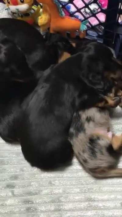 This puppy was having a nightmare until his sister came to comfort him 🦮