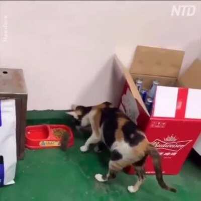A cat brings over a mouse to share food with