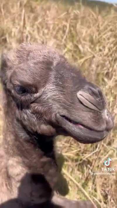 Stumbling upon a baby camel and removing dried up placenta around her neck!