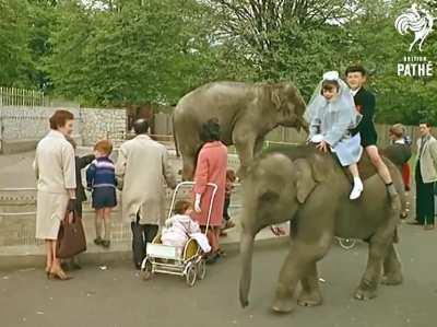 You used to be able to rent an elephant for your kids to ride around in Dublin Zoo back in the 80’s. Well until people started suing over injured kids!