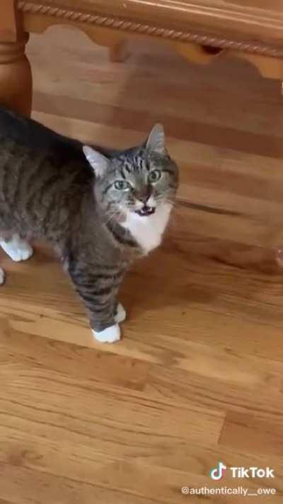 Cat is mad about the quarantine