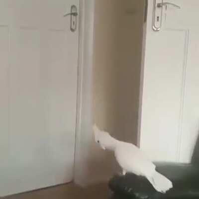 Bruce consistently streaming before disappearing on us for a week