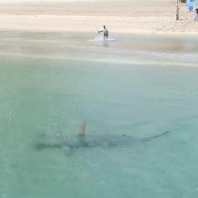 A hammerhead hunting in shallow waters down in Florida