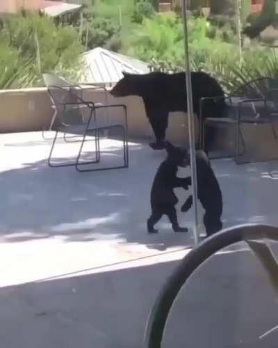 🔥 Bear cubs playing with each other as they visit a residence