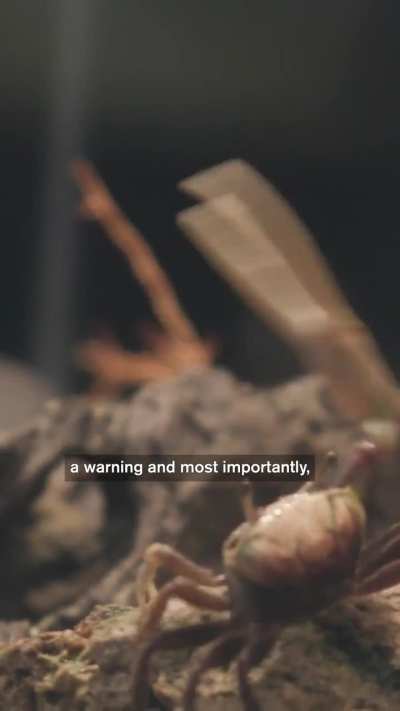 Why Fiddler Crabs Have One Giant Claw