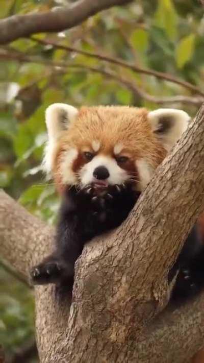 This cute red panda is washing his face so patiently
