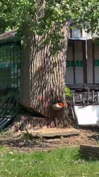 Tree cut - catastrophic but successful