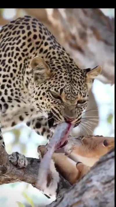 leapord ripping off deer intestine