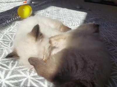 Criminal caught fresh act 💥