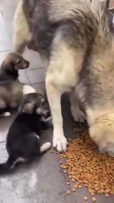 Kind person feeding stray dog family